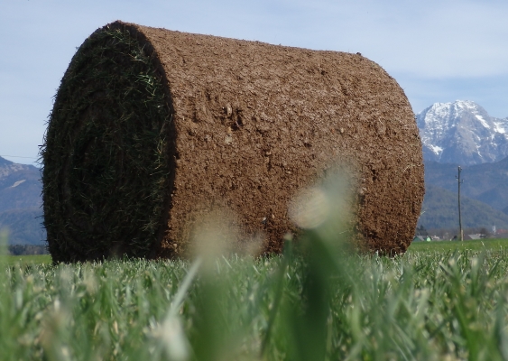Pridelava, proizvodnja travne ruše